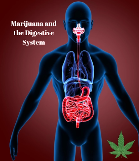 How Does Marijuana Work with the digestive system