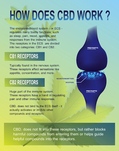 How does CBD work