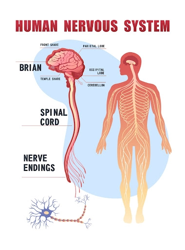 Human nervous system