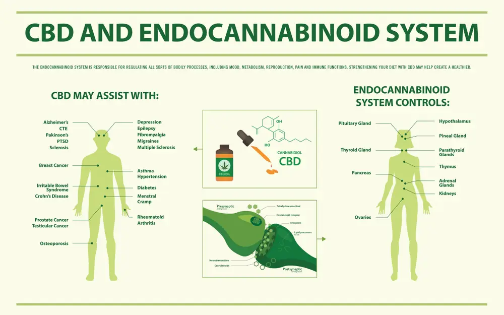 CBD and Endocannabinoid System