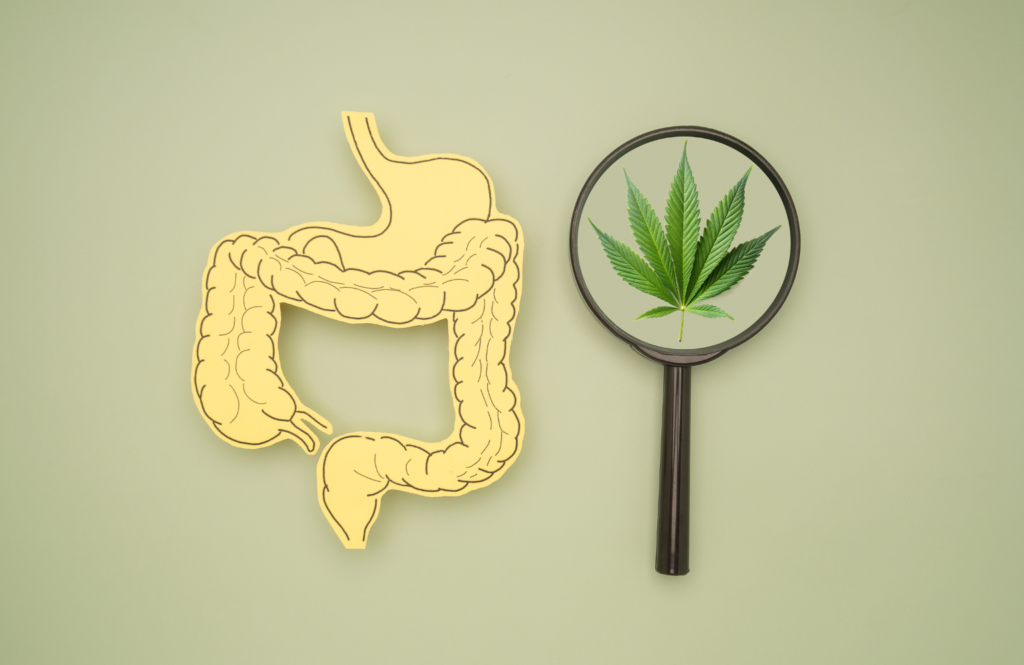 Inflammatory Bowel Disease and Medical Cannabis: What Patients in Michigan Should Know